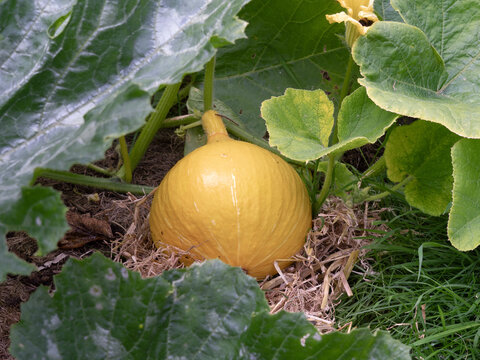 Winter squash, Uchiki Kuri, developing in a garden