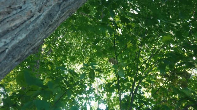 Looking up at a tall forest of green broadleaf trees