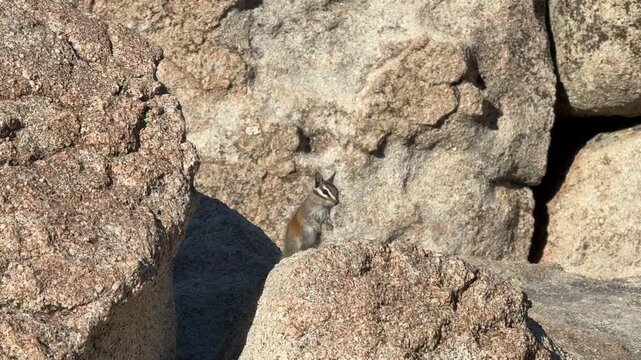 Chipmunk Standing o a Rock