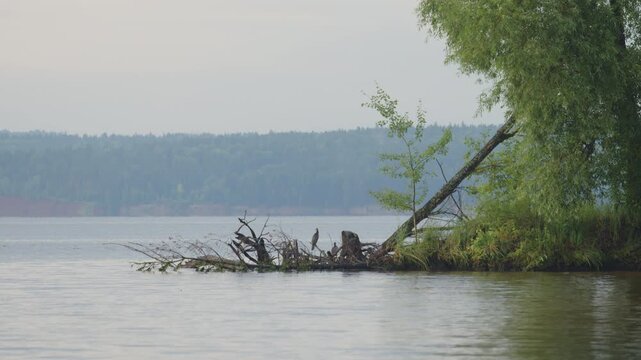Coast of the lake with trees