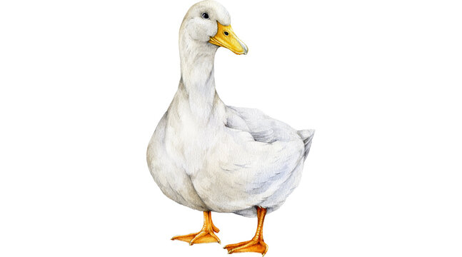 duck, white duck, duck PNG, white duck PNG, domestic duck, farm duck, duck bird, waterfowl, poultry bird, png