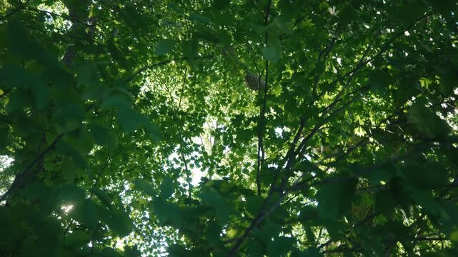 Looking up at a tall forest of green broadleaf trees