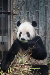 Giant Panda eating fresh bamboo stalks in a natural zoo enclosure habitat © Jerry