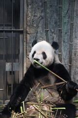 Giant panda eating fresh bamboo stalks in a zoo enclosure © Jerry