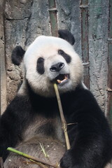 Giant panda eating bamboo stalk in natural habitat, close up portrait of wild animal. © Jerry