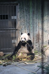 Giant panda sitting and eating fresh green bamboo stalks in a zoo enclosure. © Jerry