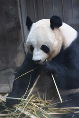 Giant panda bear eating bamboo stalks in a natural habitat enclosure © Jerry