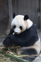 Giant panda eating bamboo in a zoo enclosure © Jerry