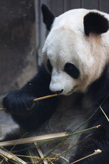 Giant panda eating bamboo sticks in a zoo enclosure © Jerry