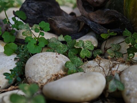 Small green leaves growing between white pebbles