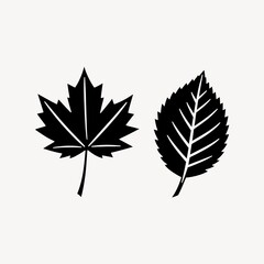 Fototapeta premium Silhouettes of a maple leaf and an elm leaf on a white background.