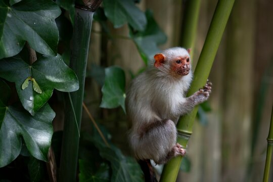 A Silvery Marmoset (Mico argentatus) in a tree.