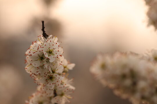fiori di prugnolo in primavera al tramonto