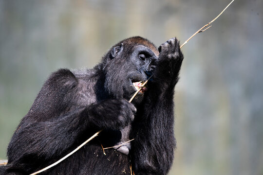 A Western Lowland Gorilla (Gorilla gorilla gorilla) eating.