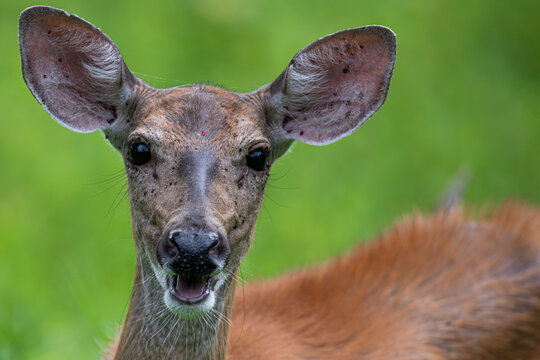 A White-Tailed Deer (Odocoileus virginianus) doe covered in parasites or some sort of skin condtion.