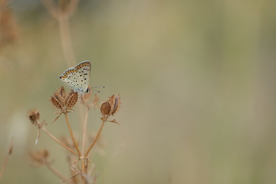 una farfalla lycaena tityrus al tramonto