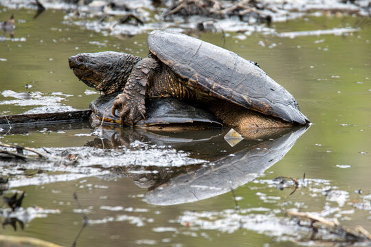 A Common Snapping Turtle (Chelydra serpentina) mating with, or resting on, the empty shell of another dead turtle.