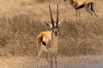 Thomson's gazelle standing in the Serengeti savanna in Tanzania. Elegant African antelope in its natural habitat, captured during a wildlife safari in the wild. © stock
