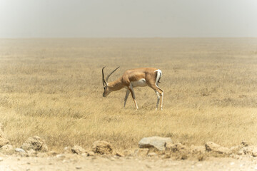 Thomson's gazelle standing in the Serengeti savanna in Tanzania. Elegant African antelope in its natural habitat, captured during a wildlife safari in the wild. © stock