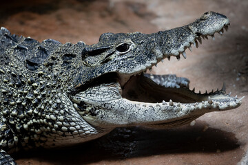 Fototapeta premium A Cuban Crocodile (Crocodylus rhombifer) basking in the sun.