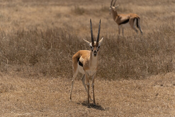 Thomson's gazelle standing in the Serengeti savanna in Tanzania. Elegant African antelope in its natural habitat, captured during a wildlife safari in the wild. © stock