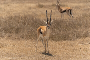 Thomson's gazelle standing in the Serengeti savanna in Tanzania. Elegant African antelope in its natural habitat, captured during a wildlife safari in the wild. © stock