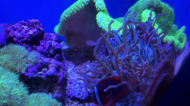 Torch coral Euphyllia glabrescens surrounded by colorful soft and hard coral formations in a blue aquarium tank at the Israel Aquarium in Jerusalem, Israel