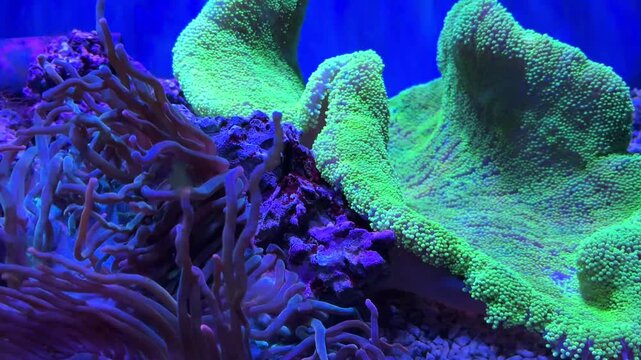 Montipora capricornis and torch coral Euphyllia glabrescens among colorful reef formations in a blue aquarium tank at the Israel Aquarium in Jerusalem, Israel