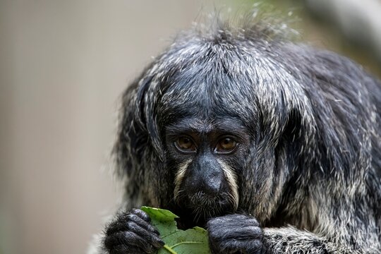 A female White-Faced Saki monkey (Pithecia pithecia) eating.