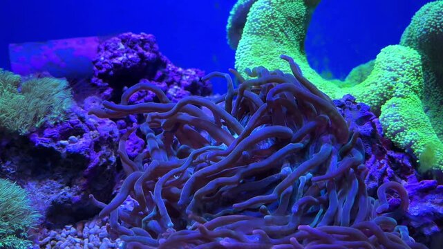 Torch coral Euphyllia glabrescens with long flowing tentacles surrounded by green and purple reef corals in a blue aquarium tank at the Israel Aquarium in Jerusalem, Israel