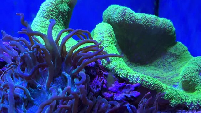 Torch coral Euphyllia glabrescens with long flowing tentacles beside large green reef corals in a blue aquarium tank at the Israel Aquarium in Jerusalem, Israel