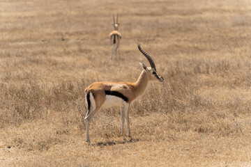 Thomson's gazelle standing in the Serengeti savanna in Tanzania. Elegant African antelope in its natural habitat, captured during a wildlife safari in the wild. © stock