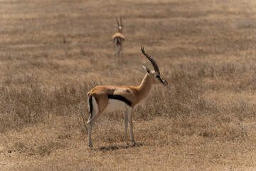 Thomson's gazelle standing in the Serengeti savanna in Tanzania. Elegant African antelope in its natural habitat, captured during a wildlife safari in the wild. © stock