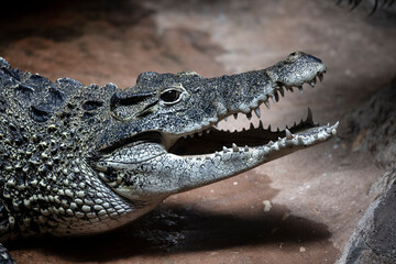 Obraz premium A Cuban Crocodile (Crocodylus rhombifer) basking in the sun.
