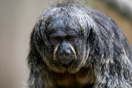 A female White-Faced Saki monkey (Pithecia pithecia)
