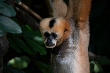 Fototapeta premium A female Northern White-Cheeked Gibbon (Nomascus leucogenys) hanging from a tree.