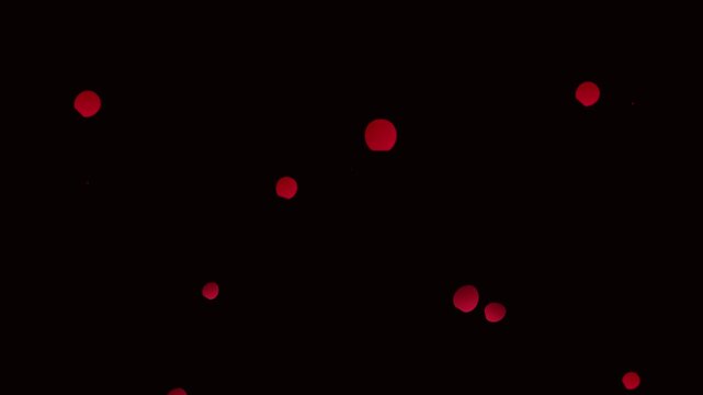 crimson rose organic petals falling black background