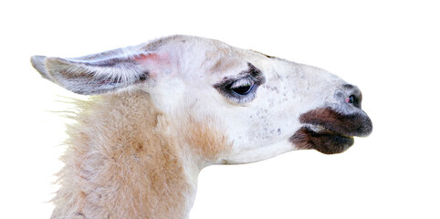 Naklejka premium portrait of a white lama. llama head isolated on transparent background