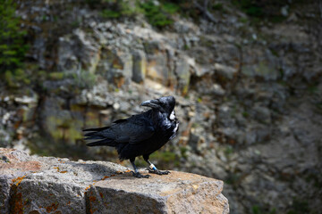 Naklejka premium Conservation scientific research project with Common Raven, Corvus corax, solar powered GPS tracking unit backpack on bird to monitor movement, Yellowstone National Park 