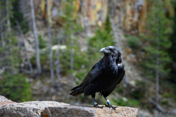 Naklejka premium Conservation scientific research project with Common Raven, Corvus corax, solar powered GPS tracking unit backpack on bird to monitor movement, Yellowstone National Park 