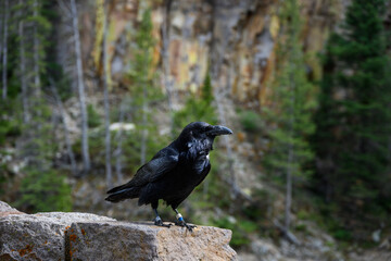 Naklejka premium Conservation scientific research project with Common Raven, Corvus corax, solar powered GPS tracking unit backpack on bird to monitor movement, Yellowstone National Park 