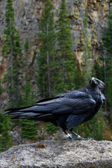 Naklejka premium Conservation scientific research project with Common Raven, Corvus corax, solar powered GPS tracking unit backpack on bird to monitor movement, Yellowstone National Park 