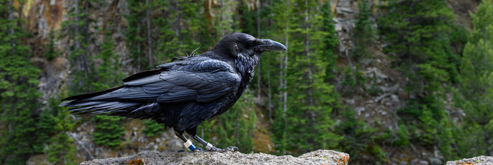 Naklejka premium Conservation scientific research project with Common Raven, Corvus corax, solar powered GPS tracking unit backpack on bird to monitor movement, Yellowstone National Park 