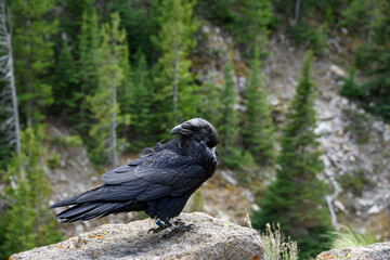Naklejka premium Conservation scientific research project with Common Raven, Corvus corax, solar powered GPS tracking unit backpack on bird to monitor movement, Yellowstone National Park 