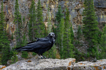 Naklejka premium Conservation scientific research project with Common Raven, Corvus corax, solar powered GPS tracking unit backpack on bird to monitor movement, Yellowstone National Park 