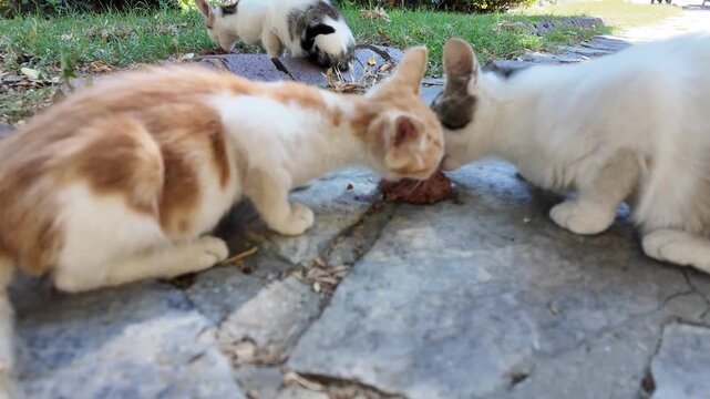 Stray Kittens Eating Food On Pavement