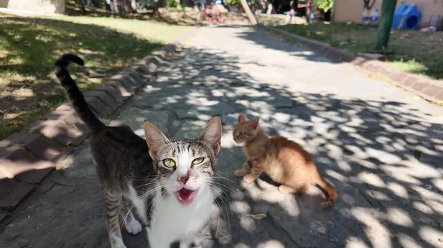 Stray Cat And Kitten On Sunny Urban Path