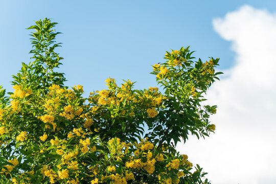 Yellow flowering tree blooming under a clear blue sky