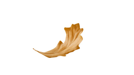 Fototapeta premium Single dried golden oak leaf isolated on transparent background for png file format design