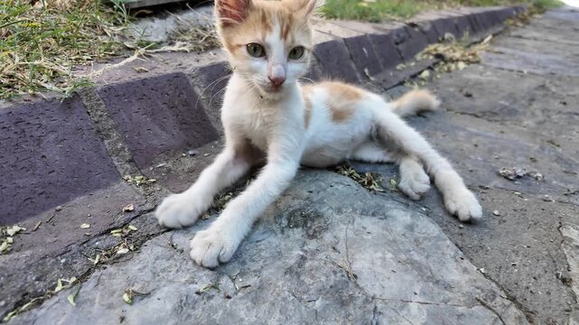 Cute Orange And White Stray Kitten Resting